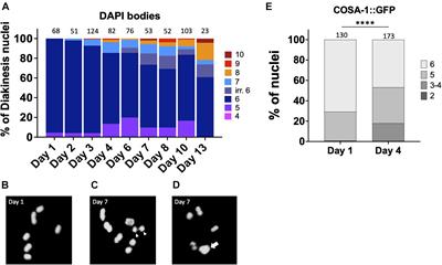 Aging Negatively Impacts DNA Repair and Bivalent Formation in the C. elegans Germ Line